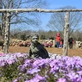 Clark Farms - Sherwood Forest photo