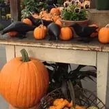 Clark Farms - Sherwood Forest photo
