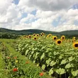 Halloween & Spirits Festival at Weed Orchards & Winery photo