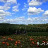 Halloween & Spirits Festival at Weed Orchards & Winery photo