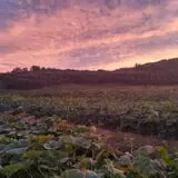 Halloween & Spirits Festival at Weed Orchards & Winery photo