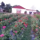 Halloween & Spirits Festival at Weed Orchards & Winery photo