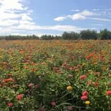 Halloween & Spirits Festival at Weed Orchards & Winery photo