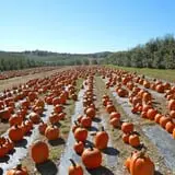 Halloween & Spirits Festival at Weed Orchards & Winery photo