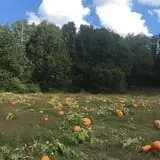 Bonadeo Farms photo