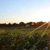 Bonadeo Farms photo