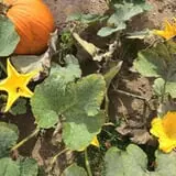 Bonadeo Farms photo