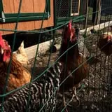 Bonadeo Farms photo