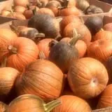 Nessralla Farm Corn Maze & Hayride photo
