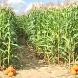 Nessralla Farm Corn Maze & Hayride photo