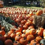 Nessralla Farm Corn Maze & Hayride photo