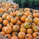 Nessralla Farm Corn Maze & Hayride photo