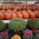 Nessralla Farm Corn Maze & Hayride photo