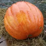 Nessralla Farm Corn Maze & Hayride photo