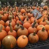 Nessralla Farm Corn Maze & Hayride photo