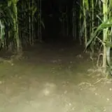 Nessralla Farm Corn Maze & Hayride photo