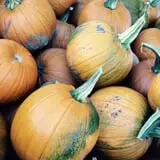 Nessralla Farm Corn Maze & Hayride photo
