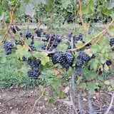 Maynard Farms & Orchards photo