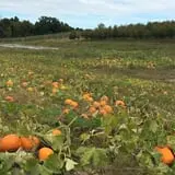 Maynard Farms & Orchards photo