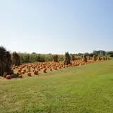 Filasky's Produce U-Pick Pumpkins & Fall Activities photo