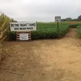 Filasky's Produce U-Pick Pumpkins & Fall Activities photo