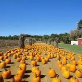 Filasky's Produce U-Pick Pumpkins & Fall Activities photo