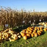 Filasky's Produce U-Pick Pumpkins & Fall Activities photo