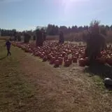 Filasky's Produce U-Pick Pumpkins & Fall Activities photo