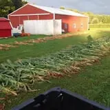 Filasky's Produce U-Pick Pumpkins & Fall Activities photo