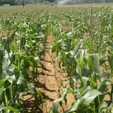 Filasky's Produce U-Pick Pumpkins & Fall Activities photo