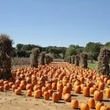 Filasky's Produce U-Pick Pumpkins & Fall Activities photo
