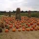 Filasky's Produce U-Pick Pumpkins & Fall Activities photo
