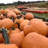 Filasky's Produce U-Pick Pumpkins & Fall Activities photo
