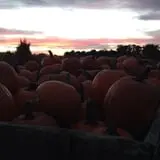 Filasky's Produce U-Pick Pumpkins & Fall Activities photo