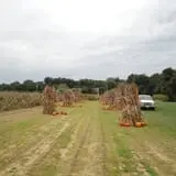 Filasky's Produce U-Pick Pumpkins & Fall Activities photo