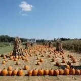 Filasky's Produce U-Pick Pumpkins & Fall Activities photo