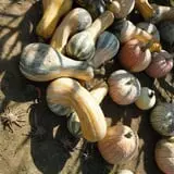 Filasky's Produce U-Pick Pumpkins & Fall Activities photo