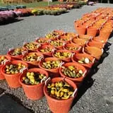 Filasky's Produce U-Pick Pumpkins & Fall Activities photo
