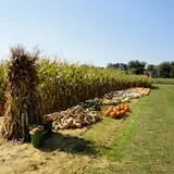 Filasky's Produce U-Pick Pumpkins & Fall Activities photo