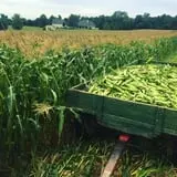 Filasky's Produce U-Pick Pumpkins & Fall Activities photo