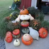 Filasky's Produce U-Pick Pumpkins & Fall Activities photo