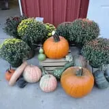 Filasky's Produce U-Pick Pumpkins & Fall Activities photo