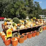 Filasky's Produce U-Pick Pumpkins & Fall Activities photo