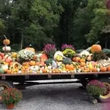 Filasky's Produce U-Pick Pumpkins & Fall Activities photo