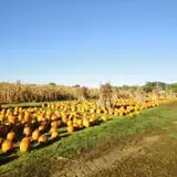 Filasky's Produce U-Pick Pumpkins & Fall Activities photo