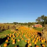 Filasky's Produce U-Pick Pumpkins & Fall Activities photo