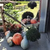Filasky's Produce U-Pick Pumpkins & Fall Activities photo