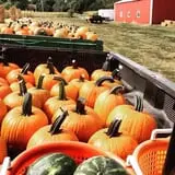 Filasky's Produce U-Pick Pumpkins & Fall Activities photo