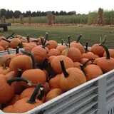 Filasky's Produce U-Pick Pumpkins & Fall Activities photo