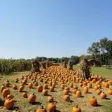 Filasky's Produce U-Pick Pumpkins & Fall Activities photo